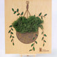 Картина - Висящо растение | 25x30 см